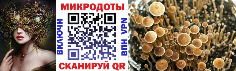 Купить закладки  Светлогорск  Галлюциногенные грибы GOLDEN TEACHER 